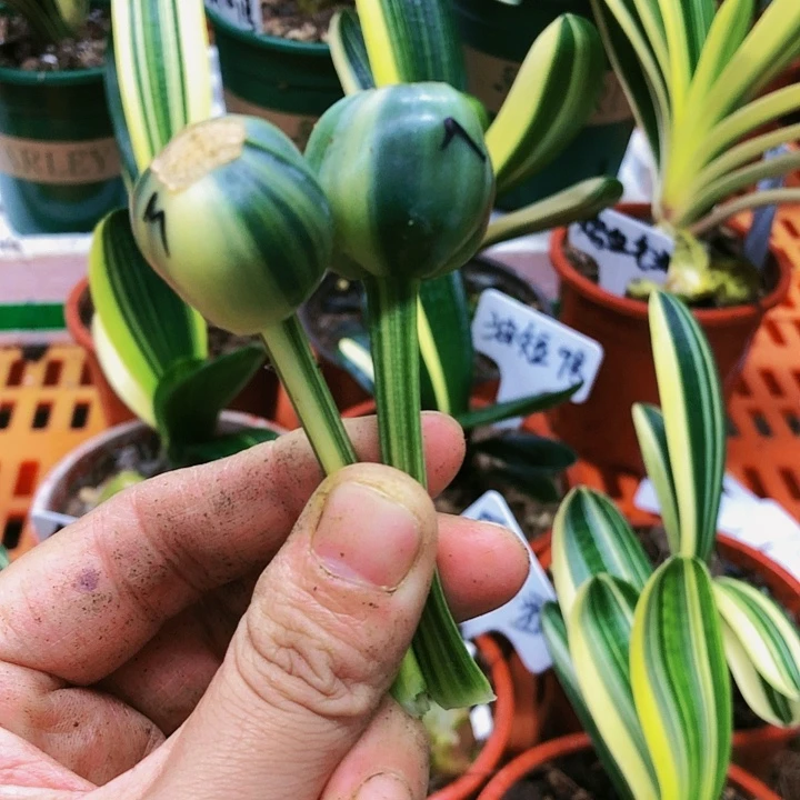 【闪购商品】完全开放拂*