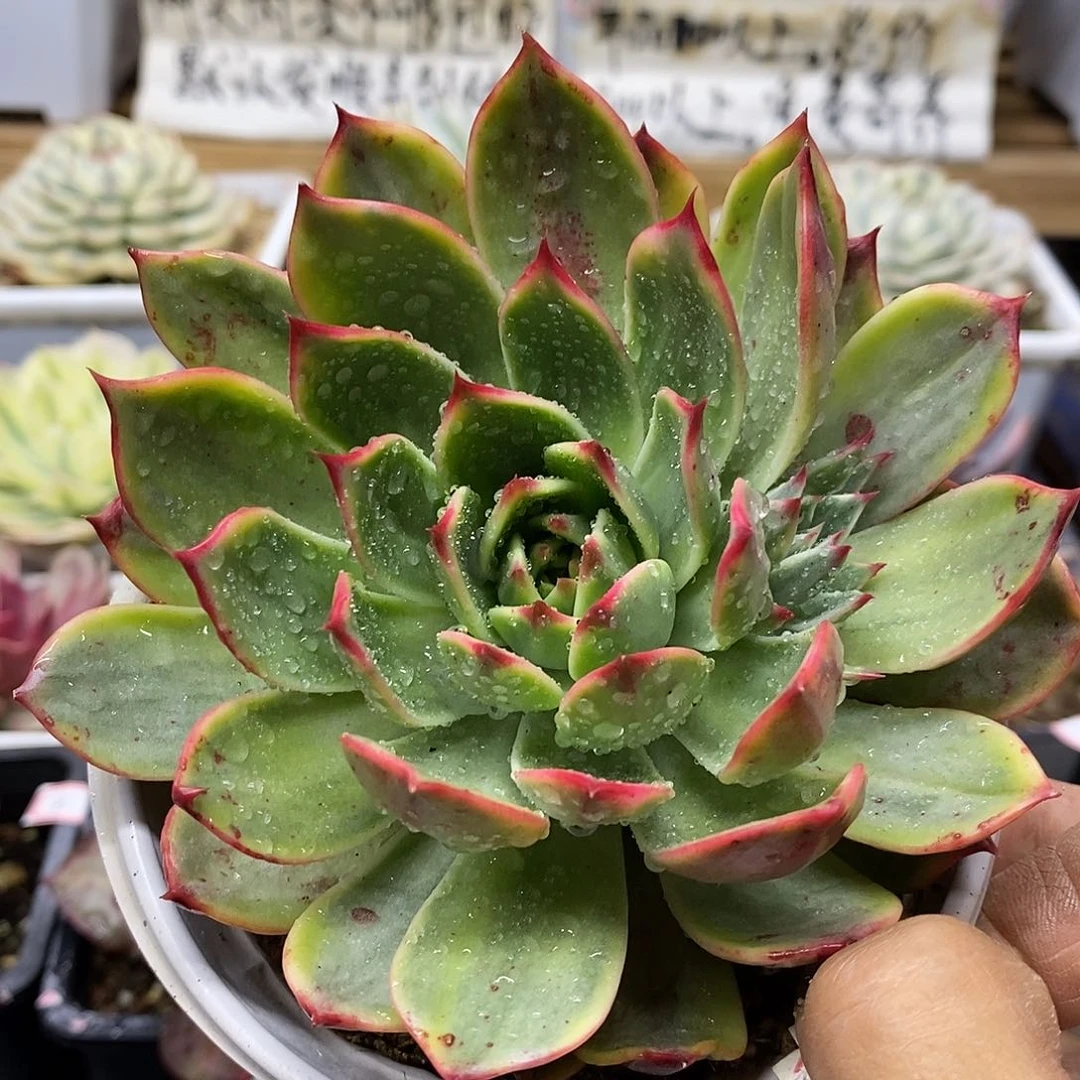 08165 大桃花覆轮锦带崽