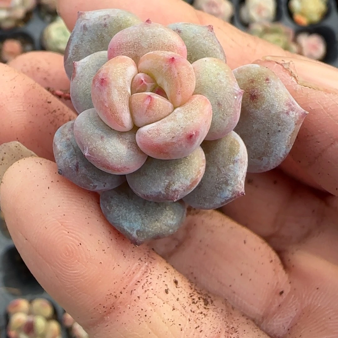 多肉小卡拉米糖心一物一拍