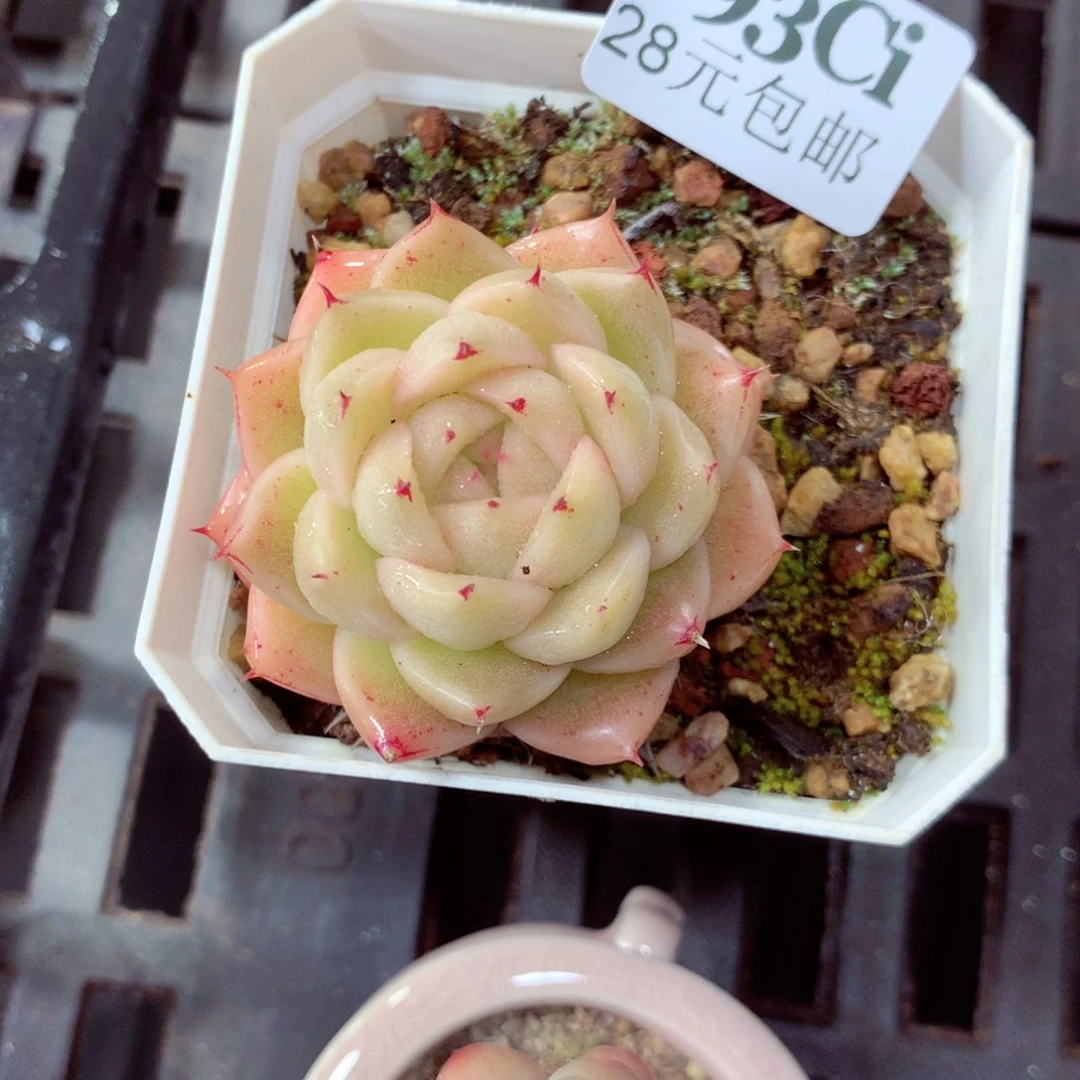 5厘米盆精控多肉293