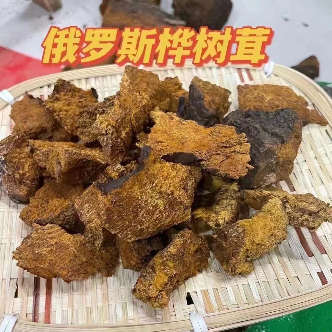 桦树茸白桦茸真菌可泡水食用