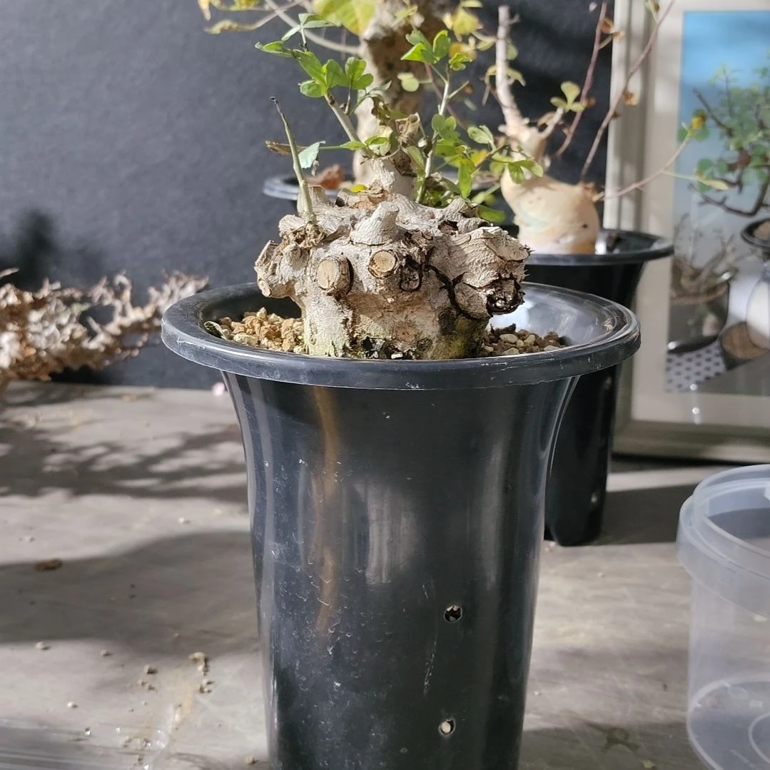 om橄榄熟桩哈哈哈哈