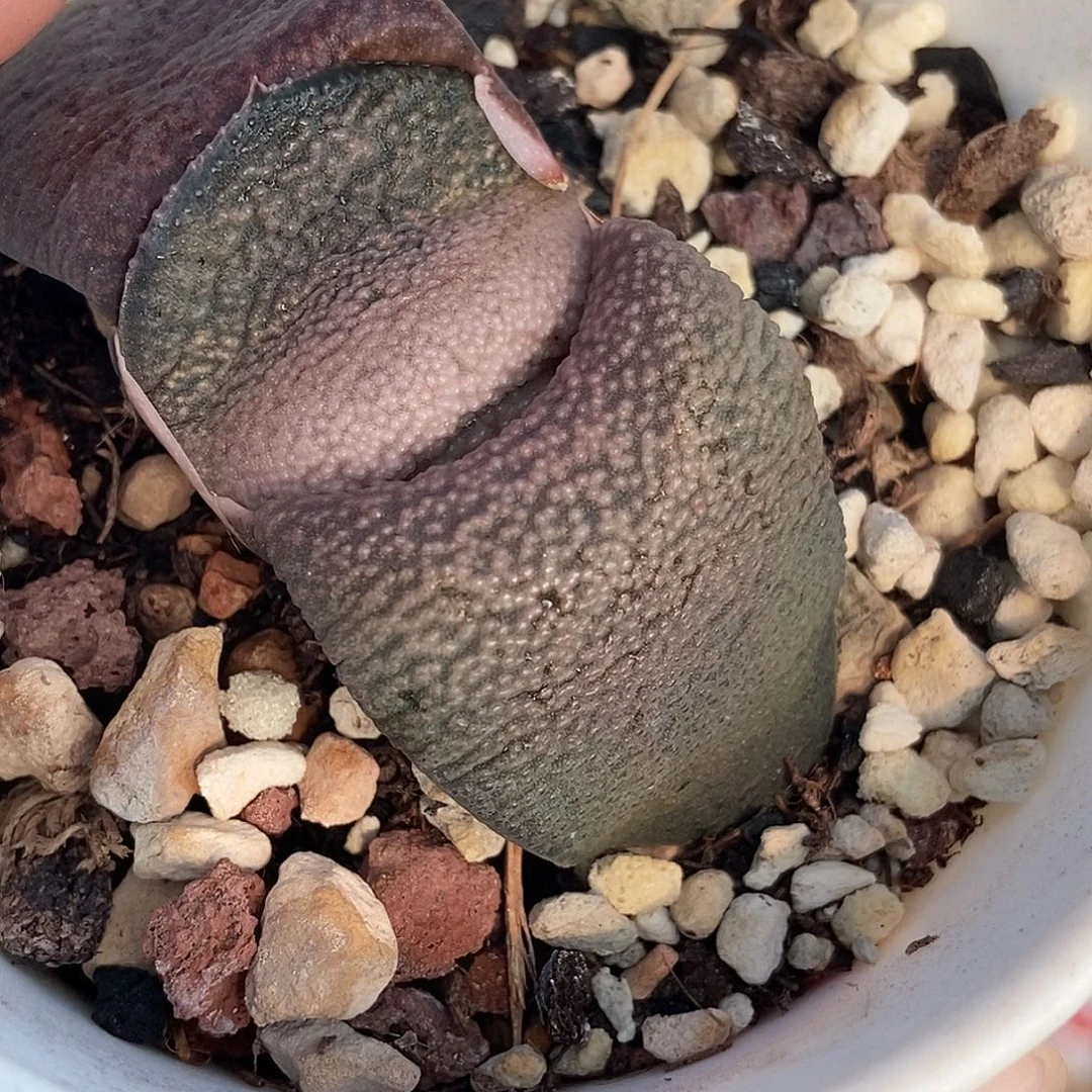 241卧牛实生大白釉带盆发货