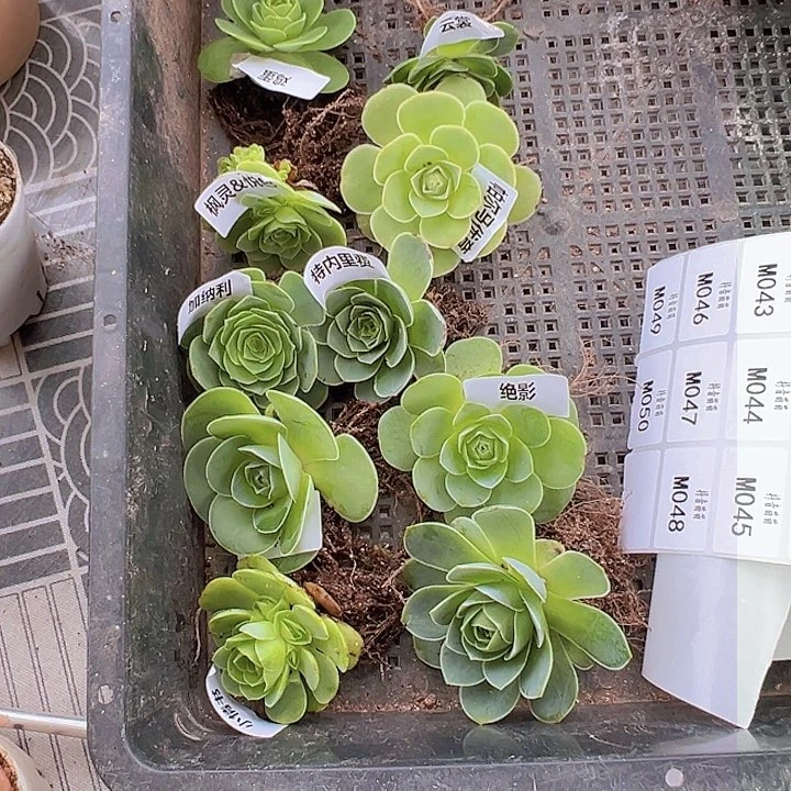 10颗不同品种山地玫瑰