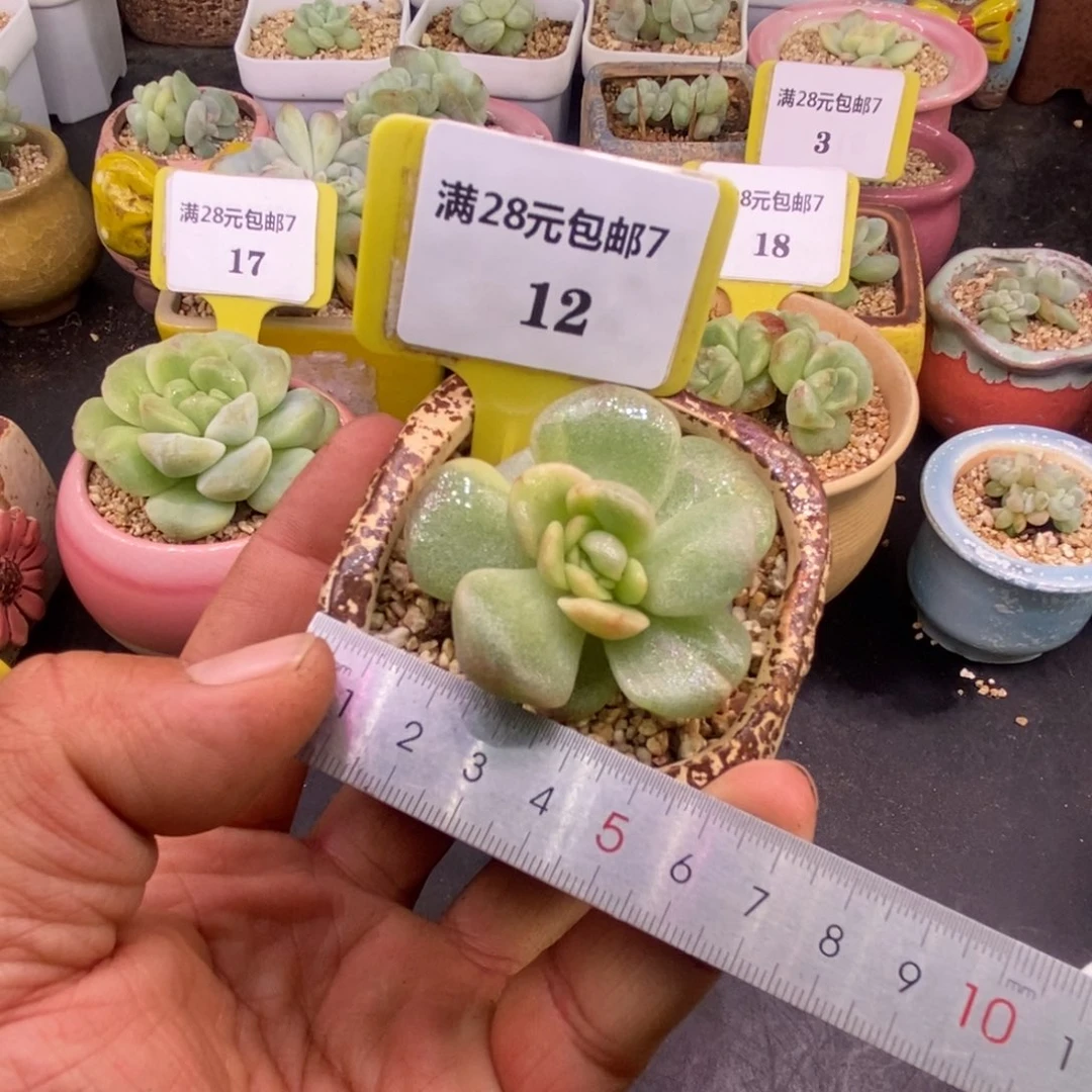 712冰玉石化黄锦多肉