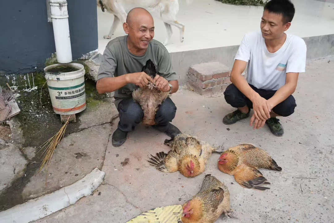 胖哥代卖农家鸡鸭鹅兔，直播间现场称重宰杀发货