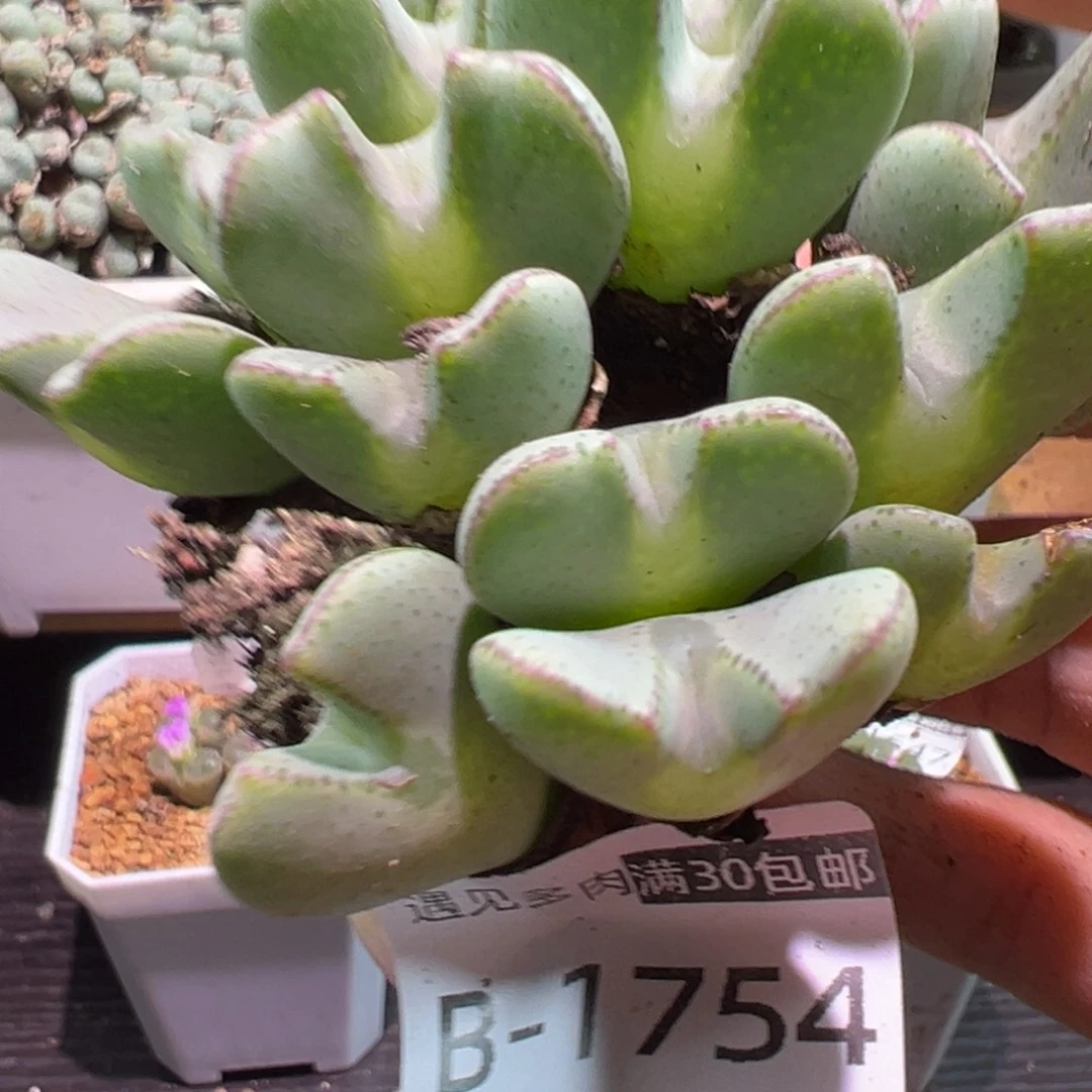 多肉植物11111111111111