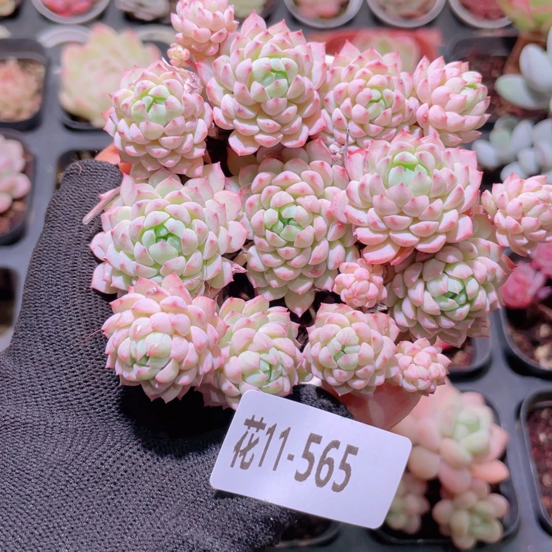 花利美11-565小粉莓