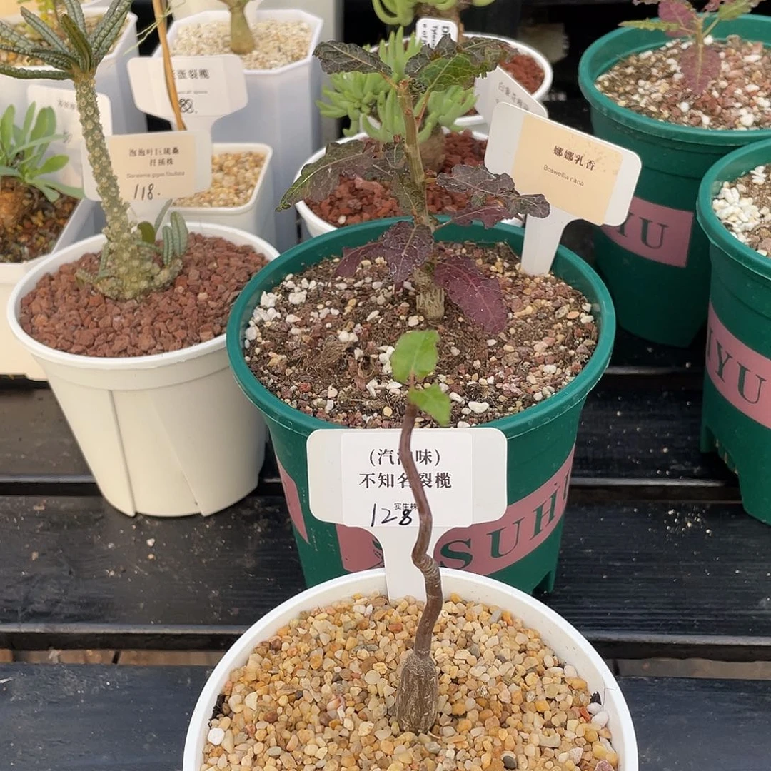 无花朵娜娜乳香大颗➕不知名裂榄带盆发货