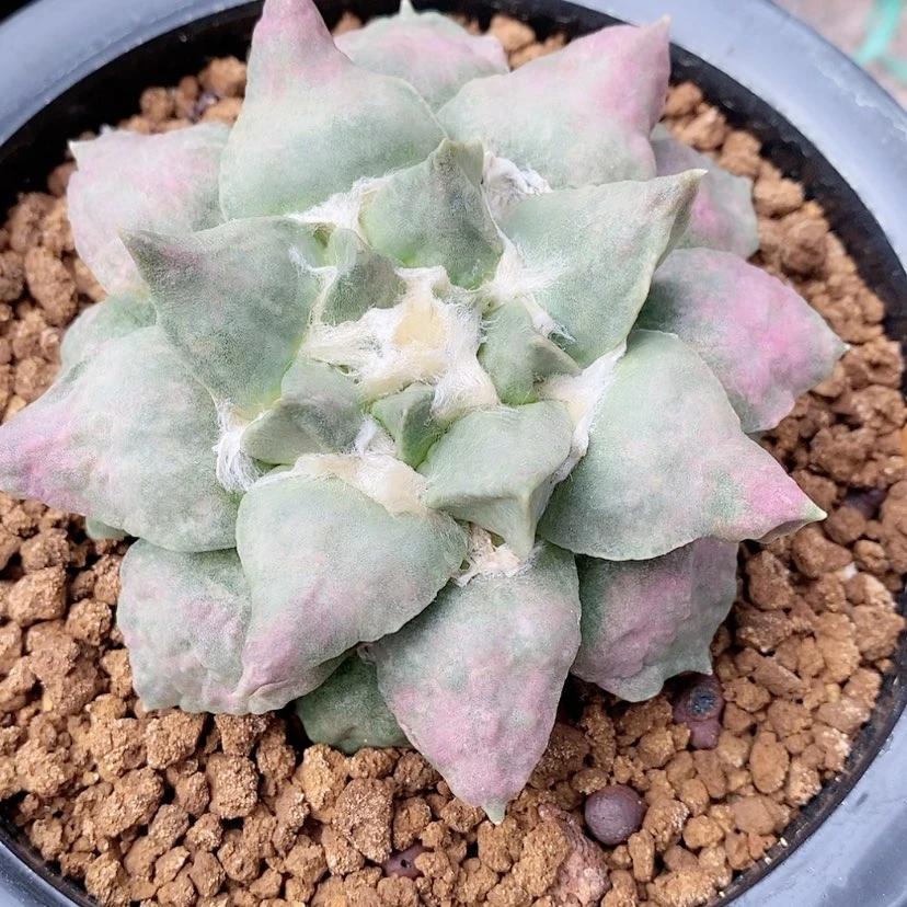 【闪购商品】自根福利