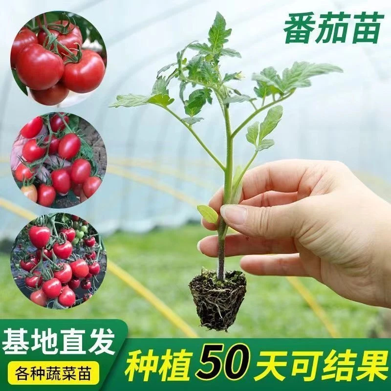 【48小时发货】蔬菜苗西红柿苗带土秧苗矮西红柿圣女果水果番茄秧苗