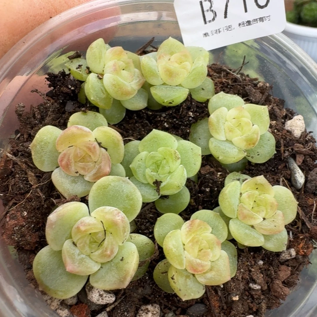 一物一拍一物一拍1026-716