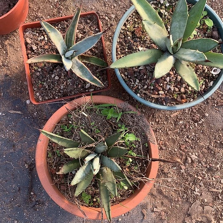 蓝机八荒殿龙舌兰