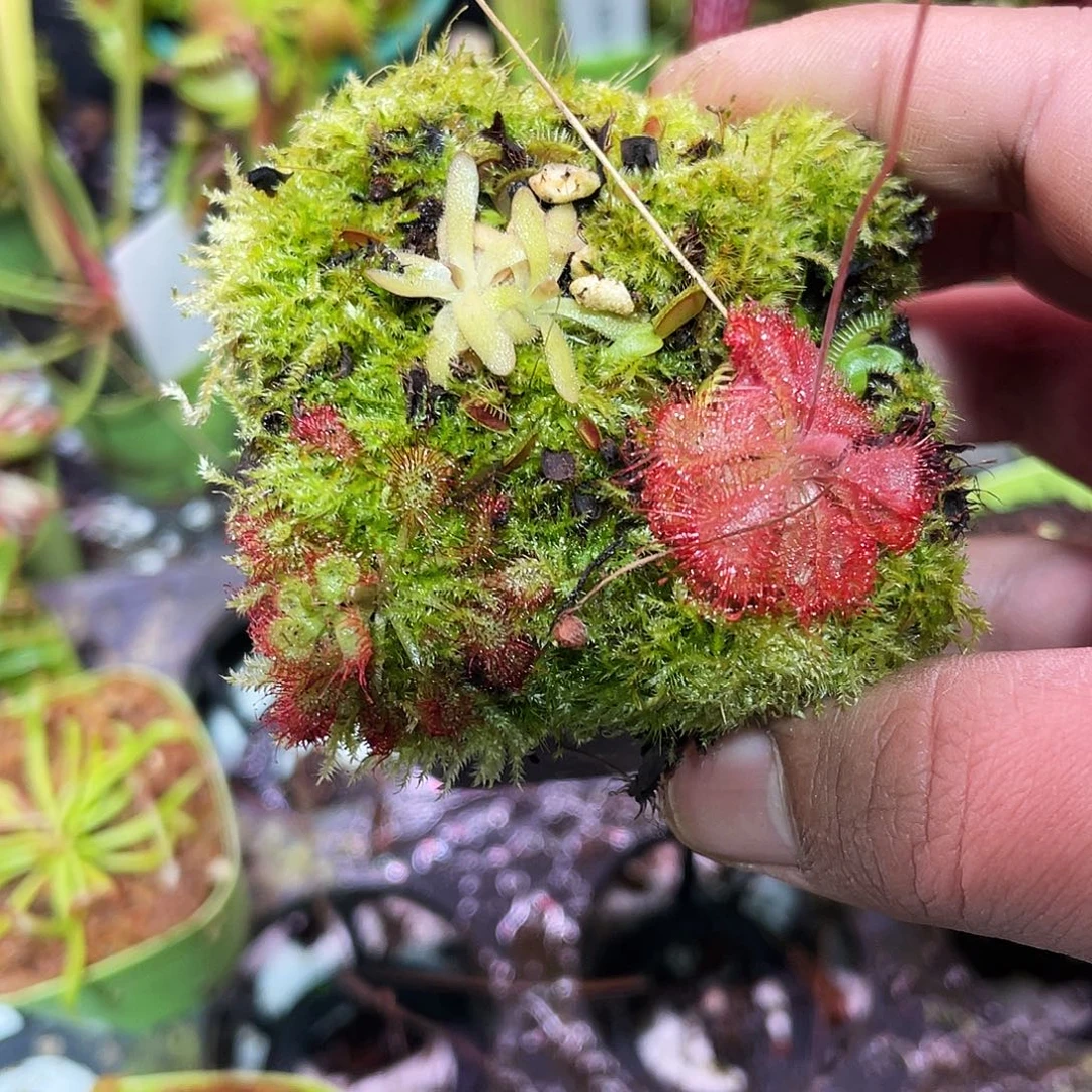 完全开放纤莫捕虫堇