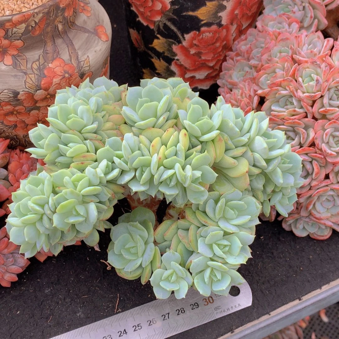 逸园精品多肉恋曲朵缀