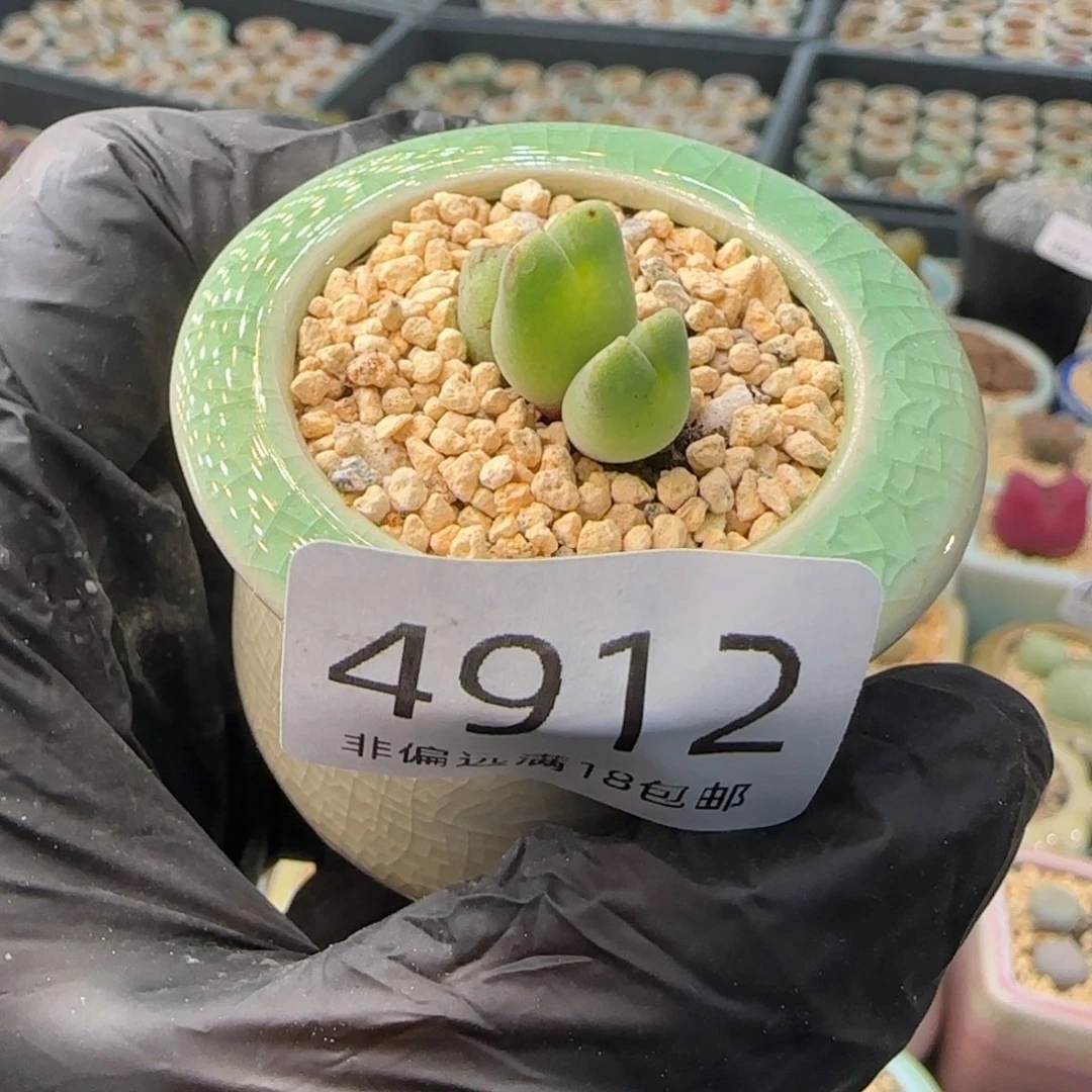 4912--一物一拍 带盆