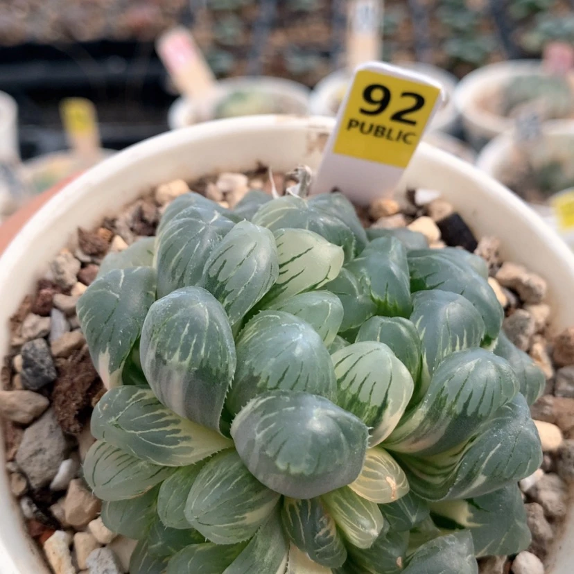 【闪购商品】92玉露