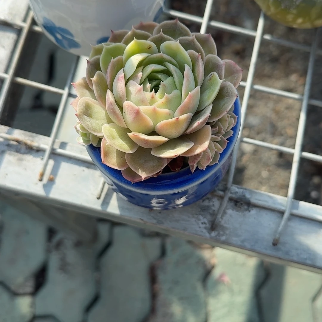 昂斯诺带盆多肉植物