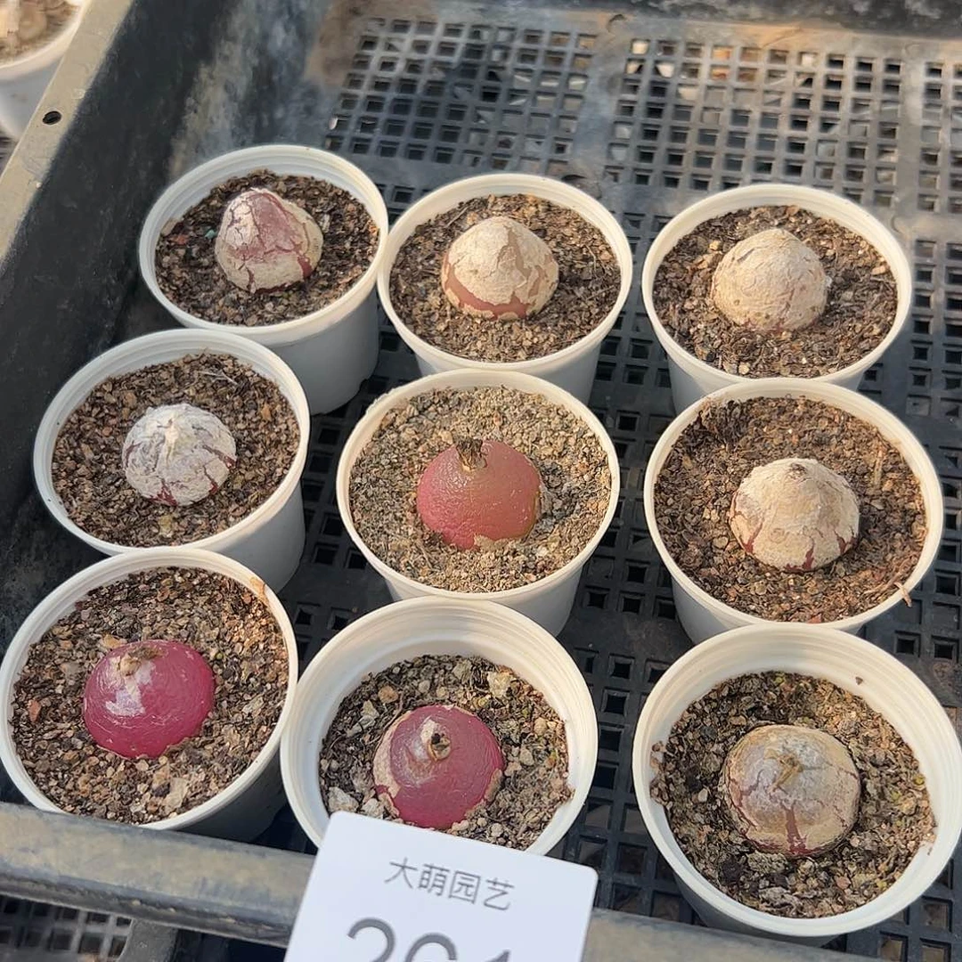 量拍以下3颗灯泡带盆土发。  261