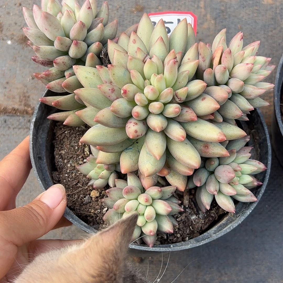 351号岩字，一物一拍