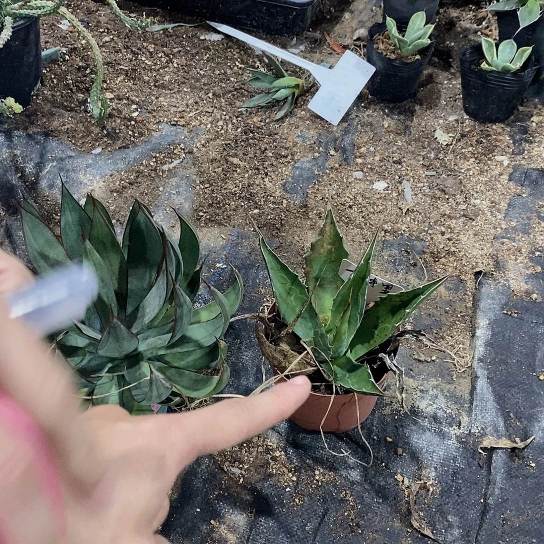 k***g1353金特里瑕疵一颗111