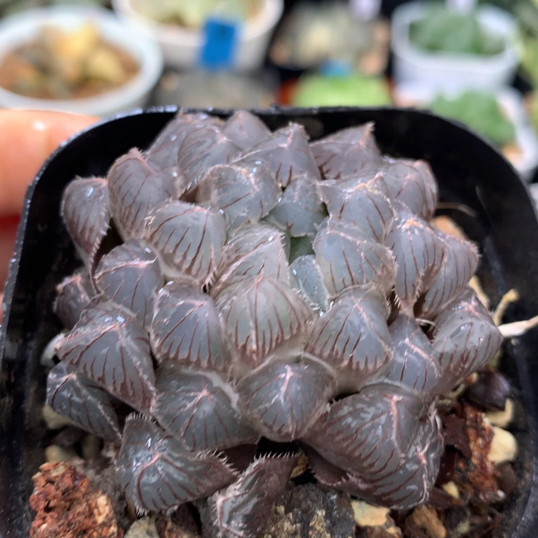 蓝镜玉露，带盆一起