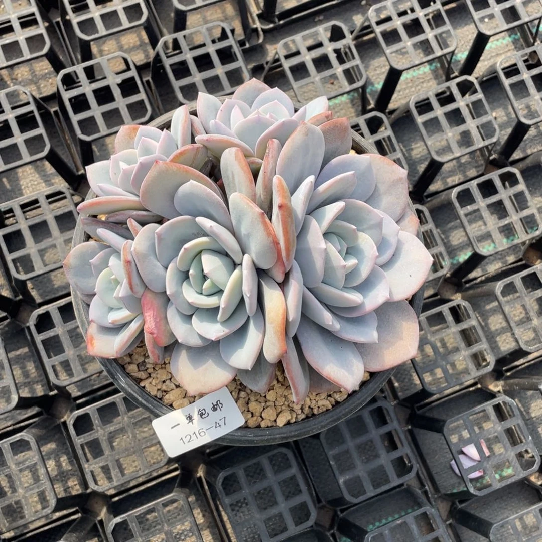 那***样1216-47奶茶，，，，，，，