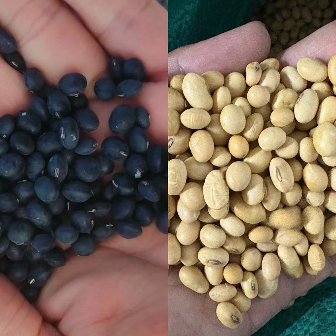 （哥弟）黄豆和黑豆混合5斤装