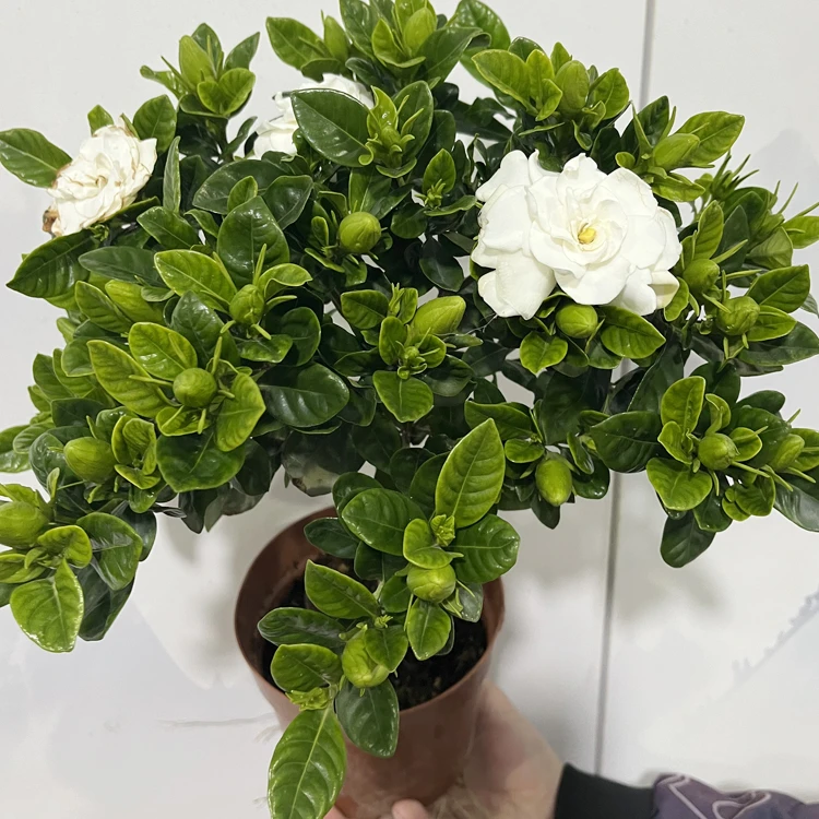 棒棒糖  栀子花 室内外盆栽绿植花开四季浓香型花卉