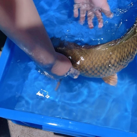 海水赤木芒果红茶