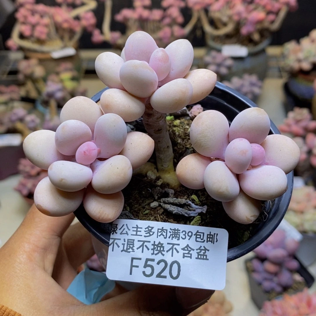 520糖果桃蛋多肉7c m