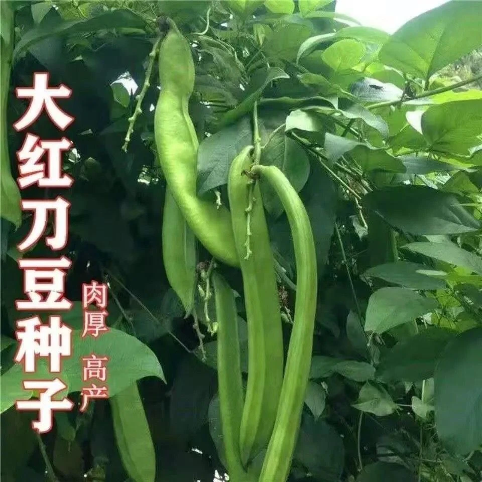 刀豆种子大红刀豆巨型大刀豆种籽四季蔬菜爬藤刀把豆角种籽