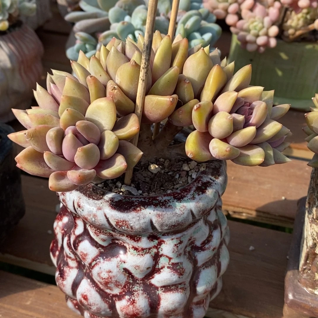 白**~多肉植物红象牙小树