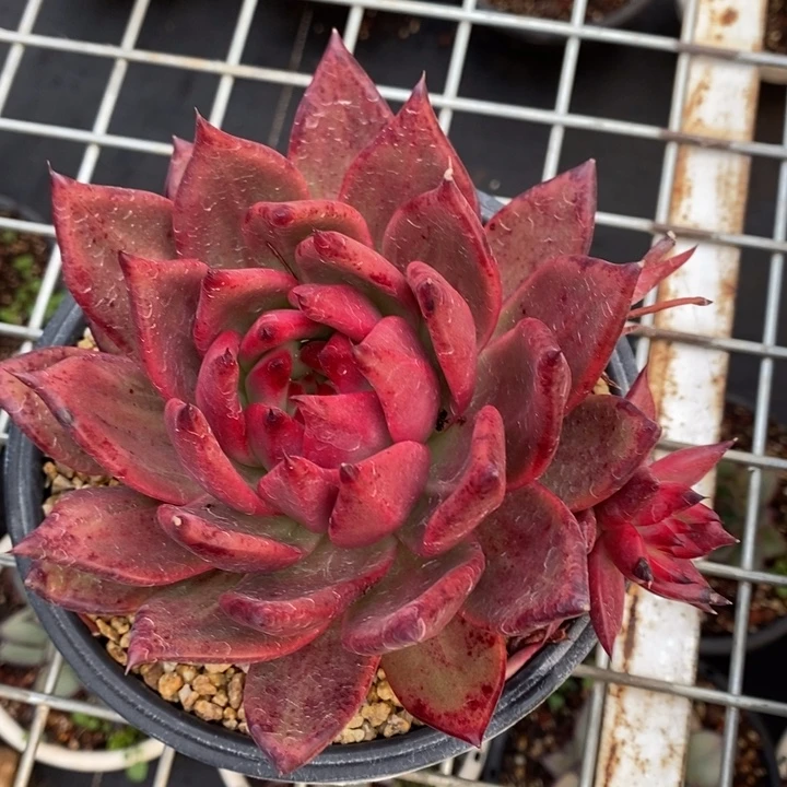 D977- 直播福利东云