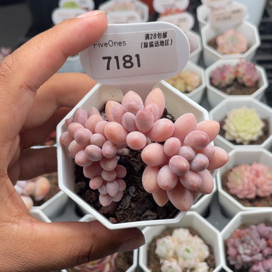 7181粉色恋人5.0厘米