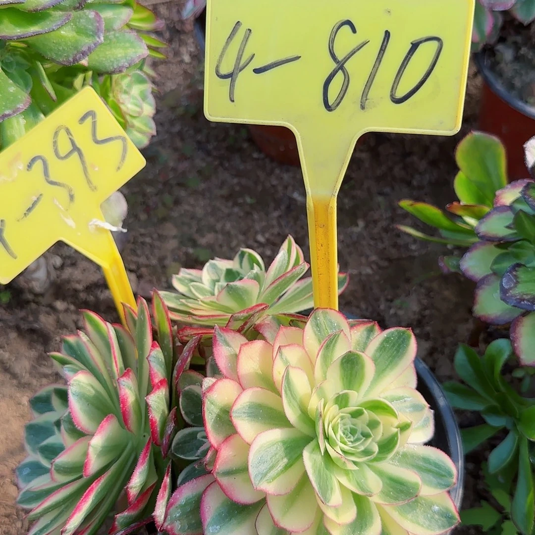 4-810+++海王多肉植物