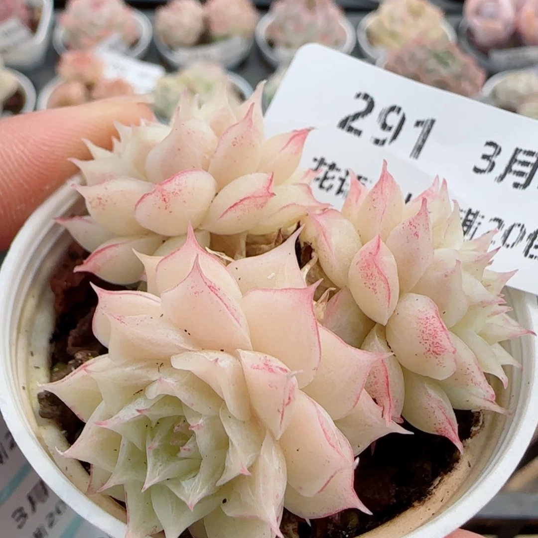 花语逸镜0326-291散