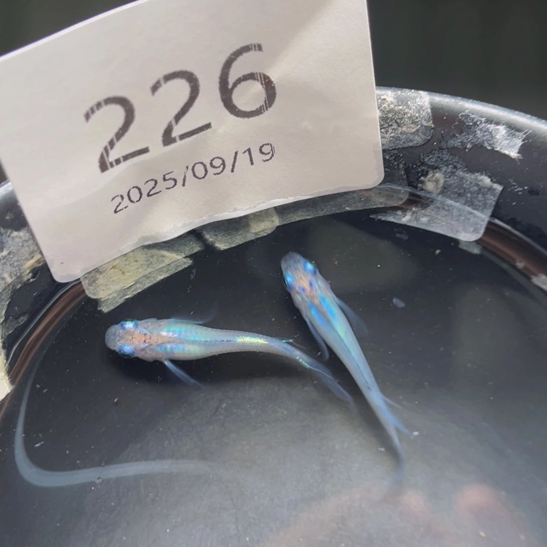 青鳉226松井水滴一对