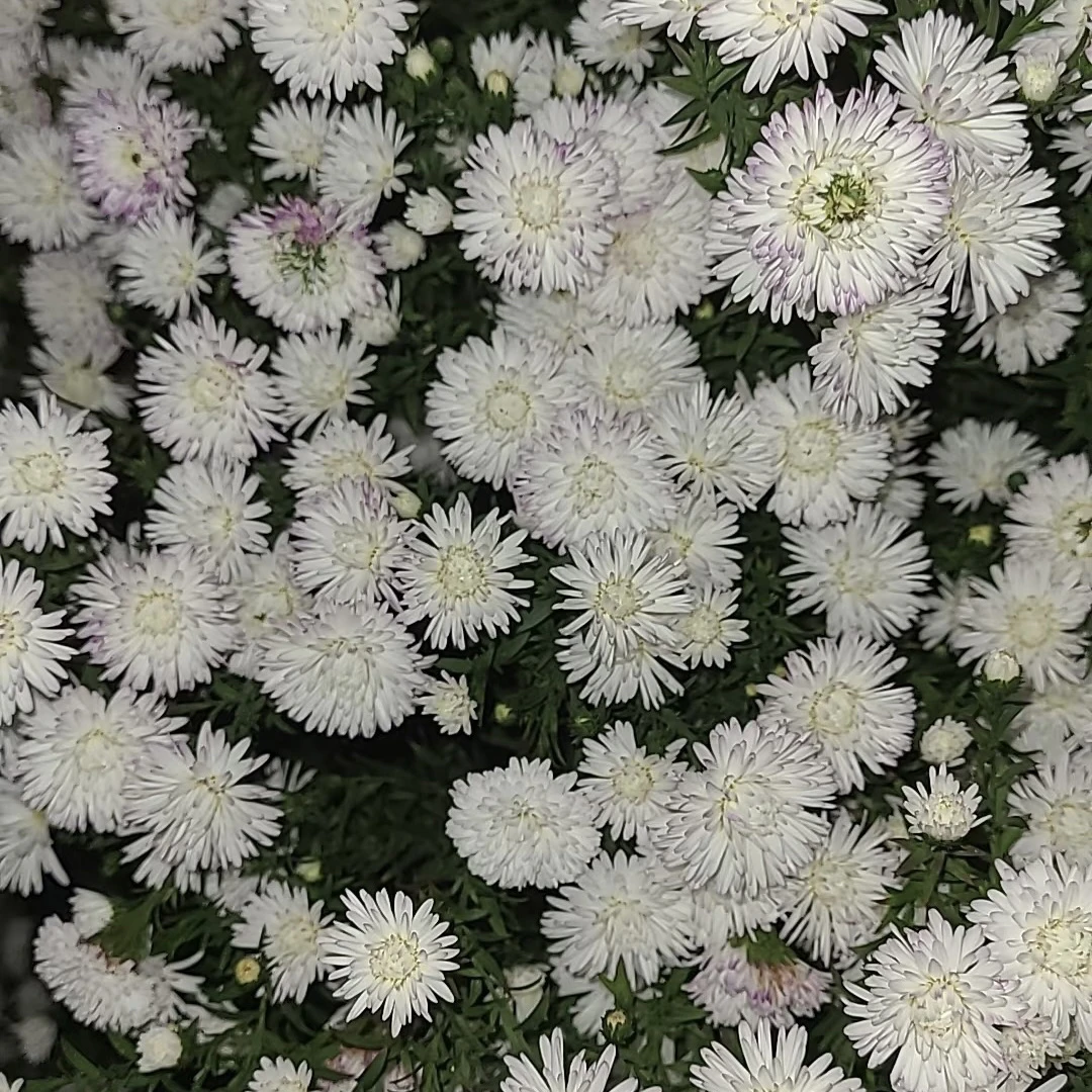 荷兰菊紫菀/多年生宿根花卉/耐寒爆花