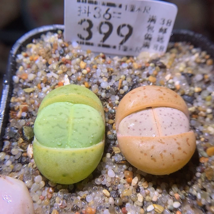 精品生石花36.399