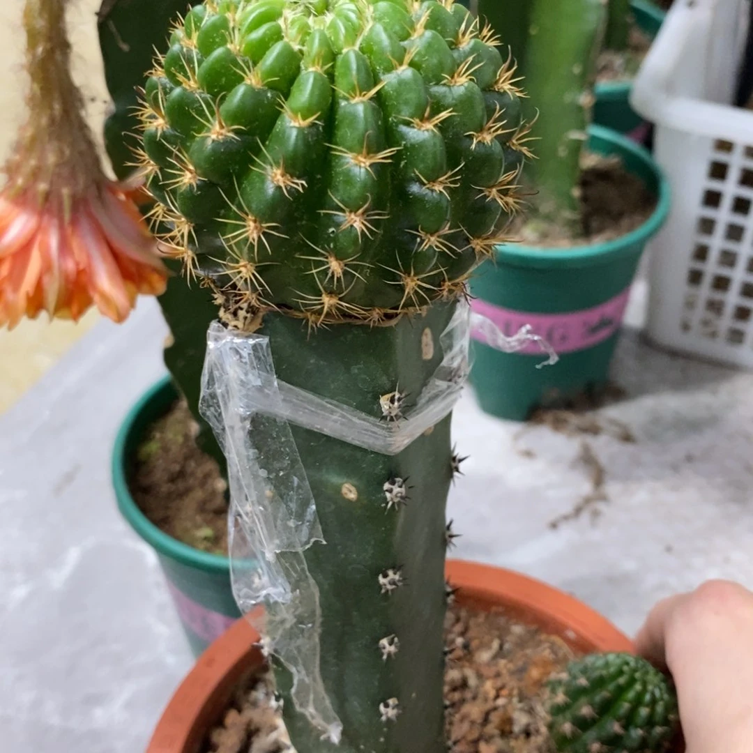 新品丽花L34绣谱母本一物一拍1