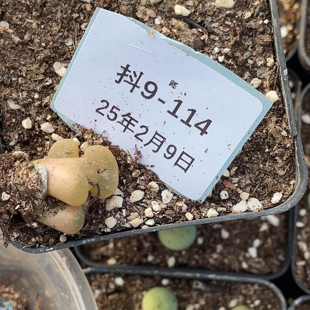 山*9-114肉锥多肉植物