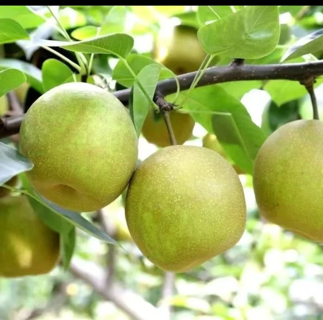 红土地高山现摘现发台湾高雄梨