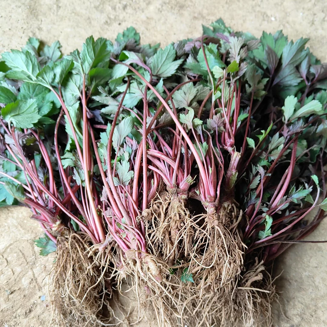 新鲜红艾草现摘潮汕珍珠菜真珠花菜食用鸭脚艾姨妈菜农家自种