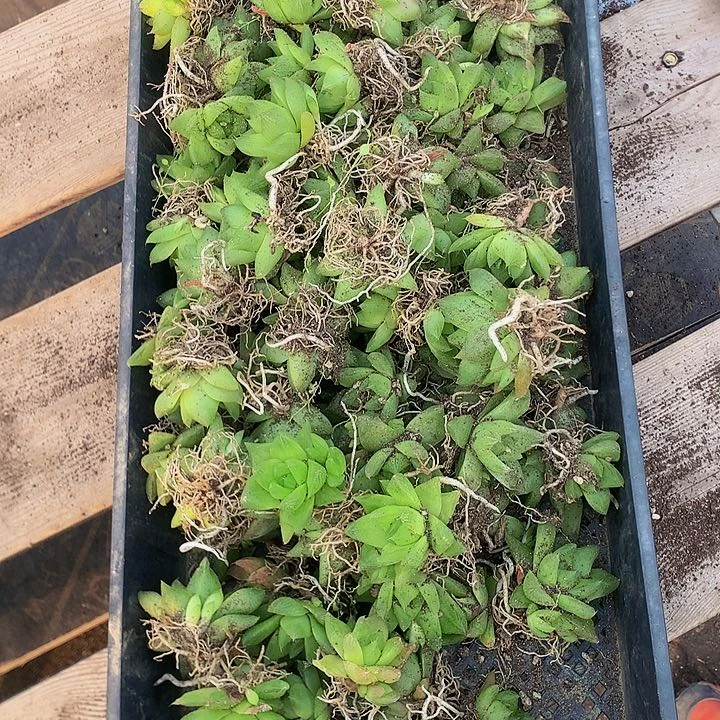 京之华10个，0000000000