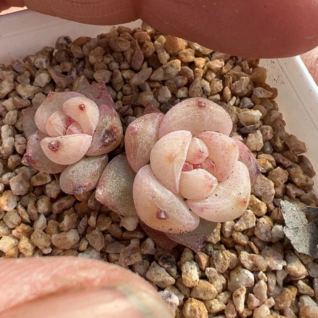 小卡拉米糖心一物一拍