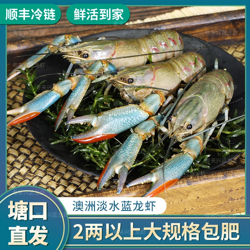 3斤包邮【活虾顺丰空运】鲜活澳洲淡水蓝龙虾澳龙批发