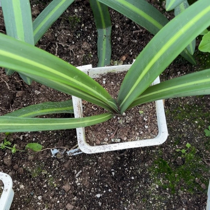 无花朵玫瑰淑女原盆原土三号