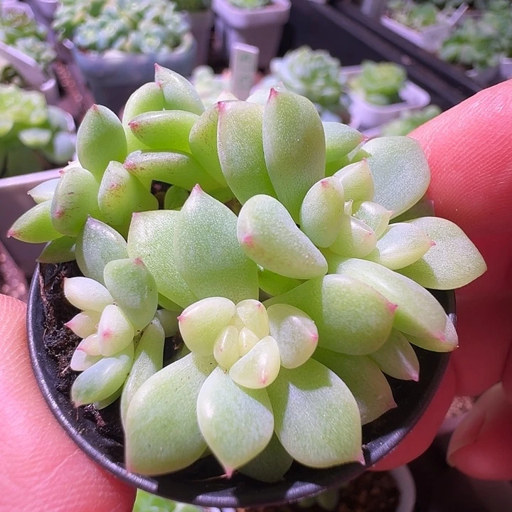 一朵云专拍福利5头补差价