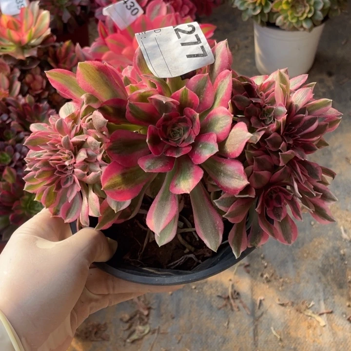 多肉粉女巫缀化277